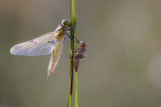 The metamorphosis of a four-spotted damselfly (Libellula quadrimaculata), Oldenburg M&uuml;nsterland, Goldenstedt, Lower Saxony, Germany