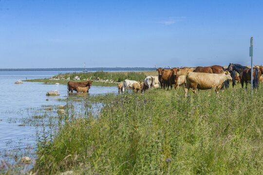 Cattle, Germany, Gro&szlig;er Schwerin, cows, Mecklenburg, cloven-hoofed, cattle grazing, extensive grazing, pet, cow, mammals, M&uuml;ritz, nature reserve, nature reserve, cattle, mammals, pasture, wild pastures