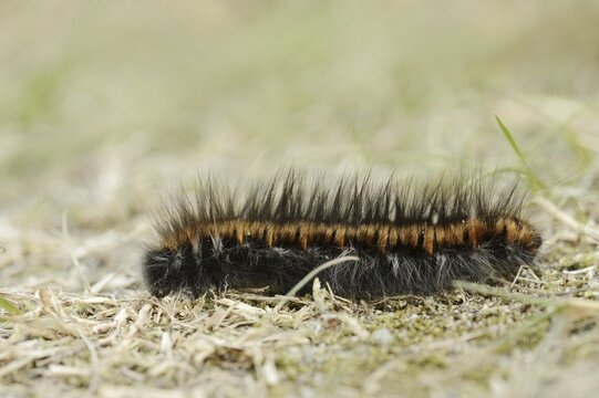 Fox moth (Macrothylacia rubi), caterpillar, North Rhine-Westphalia, Germany