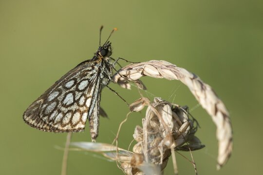 Hesperiidae, heteropterus morpheus, large chequered skipper, mirrorspot thighead, butterfly, thighead, insects, butterfly, butterflies