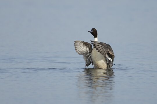 Northern pintail duck (Anas acuta) adult male bird flapping its wings on a lagoon, RSPB Titchwell nature reserve, Norfolk, England, United Kingdom