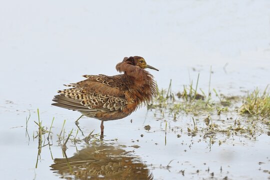 Ruff (Philomachus pugnax), adult male in splendid plumage with erect ruff, courtship display, standing in shallow water in the moor, imposing behaviour, snipe birds, wildlife, Ochsenmoor, Naturpark D&uuml;mmer See, H&uuml;de, Lower Saxony, Germany