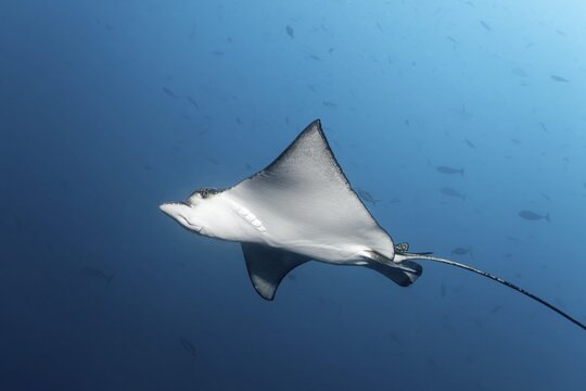 Spotted eagle ray (Aetobatus narinari), swimming in the open sea, Andaman Sea, Mu Ko Similan National Park, Similan Islands, Phang Nga Province, Thailand