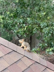 squirrel sitting on a shingled rooftop under green tree branches © minzhi