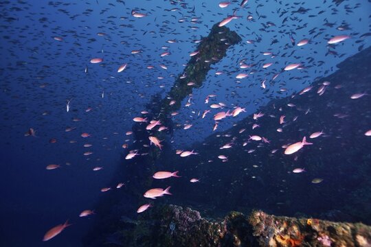 Numerous fish, including Mediterranean bannerfish (Anthias anthias), swim around shipwrecks overgrown with seaweed and coral, dive site: Le Grec wreck, Hy&egrave;res, Giens Peninsula, Mediterranean Sea, Provence-Alpes-C&ocirc;te d'Azur, France