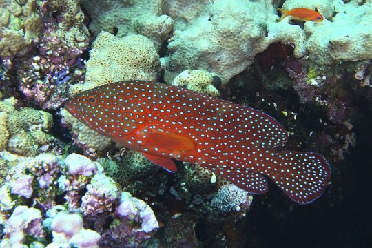 Red, spotted fish, jewelled grouper (Cephalopholis oligosticta), swimming between colourful coral structures in the sea, Daedalus Reef dive site, Egypt, Red Sea