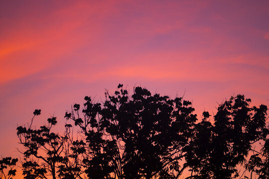 Silhouette of tree branches against a vibrant purple and orange twilight sky.
A breathtaking landscape photograph capturing the dark silhouette of lush tree branches and delicate leaves rising 