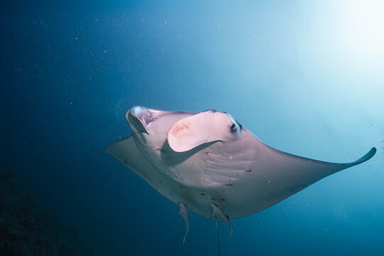 Giant Manta Ray Showing Its White Belly Underwater