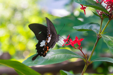 A black butterfly with white wing markings flutters while perched on red ixora flowers, surrounded by green leaves against a softly blurred background in Vietnam. © LHPhoto