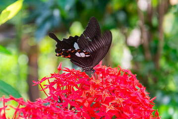 A black butterfly with white wing markings flutters atop a dense cluster of red ixora flowers, its raised wings outlined against a blurred green background in Vietnam. © LHPhoto