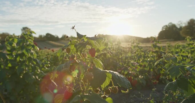 Ripe raspberries growing in sunny field at sunset