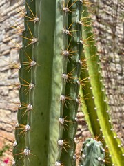 prickly pear cactus © Feralynn