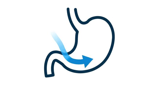 Digestive System Anatomy and Function Explained with Arrows.
