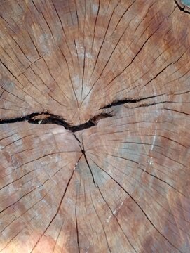 Close-up of a natural tree trunk cross-section featuring intricate wood grain patterns, annual growth rings, and deep cracks. The weathered brown wood displays unique organic textures and irregular da