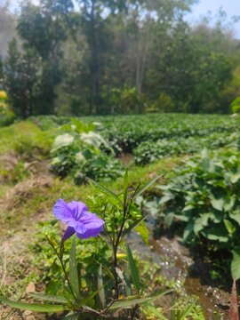 Purple wild flower blooming in rural garden with green plantation