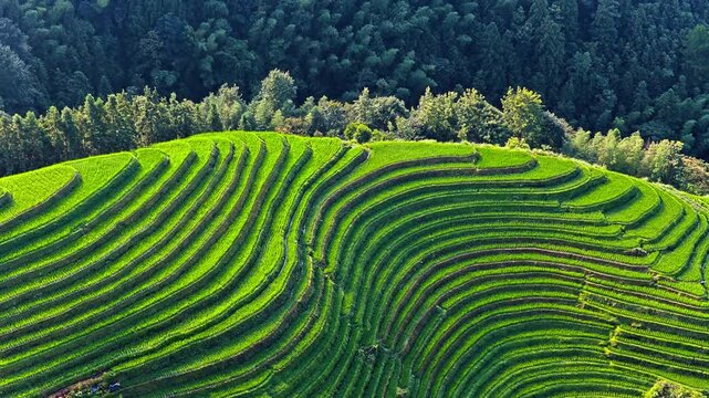 High angle view of vibrant green rice terraces cascading down a hillside in Guilin, framed by a dense forest on top under bright daylight.