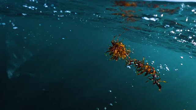 Hooked fish is pulled upward through clear blue water while trailing a stream of bubbles