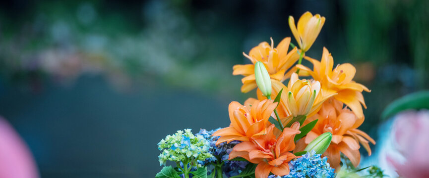Banner Orange Lily flower blossom botanical garden beautiful petal floral. Banner Vibrant Lily Orange flowers blooming green lush springtime. Yellow Lily flower Wildflower landscape with copy space