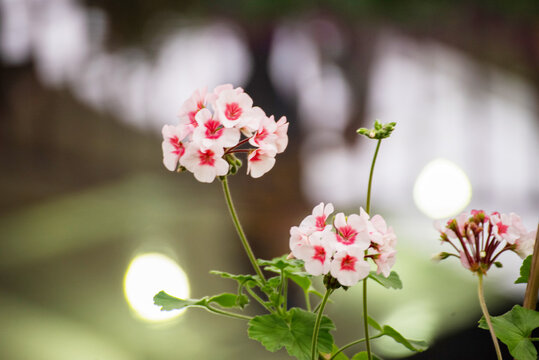 Pink Pastel flower floral soft nature blossom blurred background. Pink flower petals plant beautiful garden. Flower blossom botanical garden blooming amazing landscape spring flora greenhouse garden
