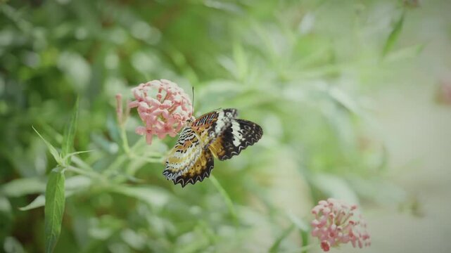 Macro shot of a beautiful orange and black butterfly resting on a pink flower with soft green bokeh background