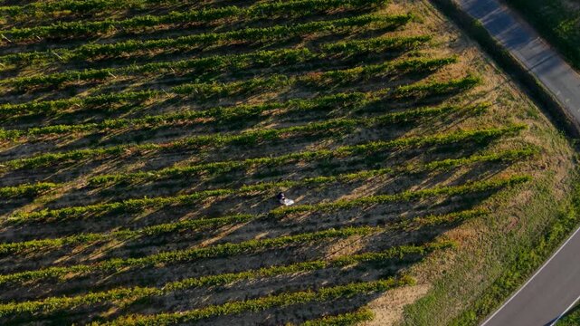 Bride and groom stroll between long vineyard rows at sunset as the camera pulls back to reveal the surrounding farmland and road.