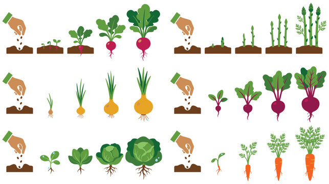 Vegetable plant growth stages with colorful roots showing agricultural cycle.