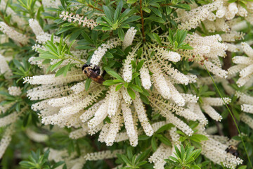 Bumblebee gathering nectar on blooming white Sweet Pepperbush (Clethra alnifolia) flowers in summer garden © Cindy