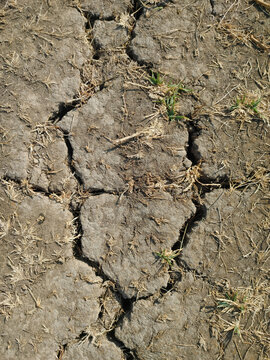 Close-up top-down photograph of cracked dry soil and withered grass during drought conditions in East Java