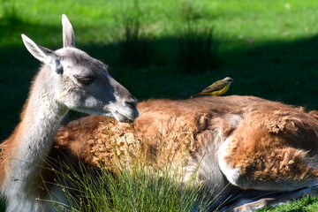 Llama rests peacefully on grassy field © Sabrina