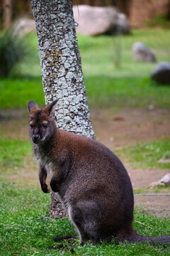 Red kangaroo sits beside a tree