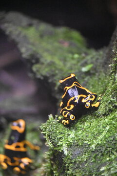 &zwnj;Yellow-banded dart-poison frog(Dendrobates leucomelas)