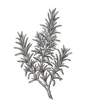vintage botanical engraving illustration
