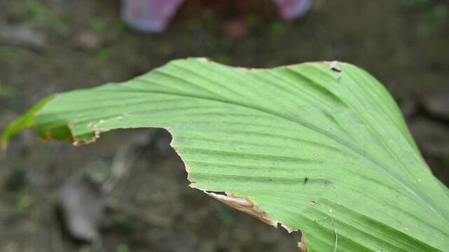 Disease of Turmeric leaf. Turmeric or Curcuma longa leaf shows distinct signs of distress and disease. These leaves have been damaged by disease or by being eaten by some insect. 