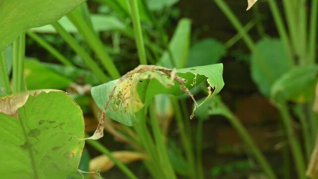 Disease of Turmeric leaf. Turmeric or Curcuma longa leaf shows distinct signs of distress and disease. These leaves have been damaged by disease or by being eaten by some insect. 