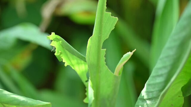 Disease of Turmeric leaf. Turmeric or Curcuma longa leaf shows distinct signs of distress and disease. These leaves have been damaged by disease or by being eaten by some insect. 