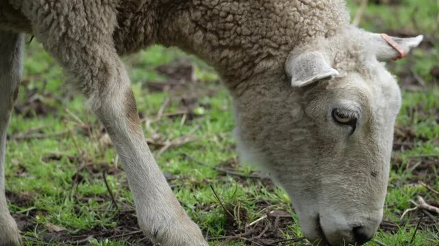 Close up of a ewe grazing on grass in a field with selective focus