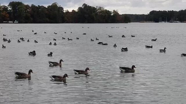 A large flock of geese swims across a rippling lake beneath a distant wooded shoreline