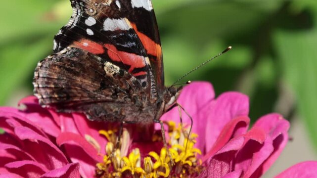 Red admiral butterfly feeds on a bright pink zinnia flower in a sunlit garden close-up