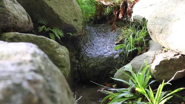 Clear stream trickles through mossy rocks and lush green plants in a shaded natural setting