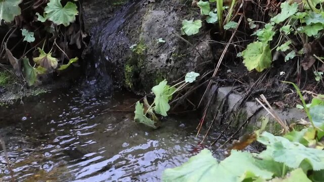 Clear water trickles through a rocky woodland stream, framed by lush green plants