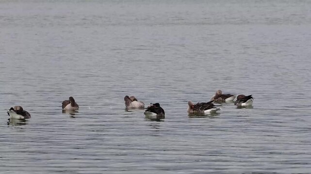 A flock of gray geese swims and preens on a quiet lake near a wooded shoreline in soft daylight