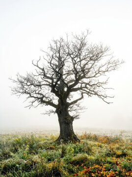 A solitary, ancient deciduous tree is enveloped by thick, ethereal morning fog in a silent, misty meadow. The branches are barely visible, atmospheric, tree, environment