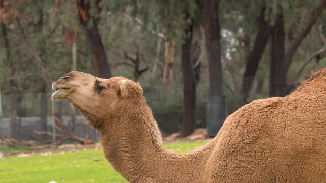 Profile View of a Dromedary Camel Chewing Food Outdoors
