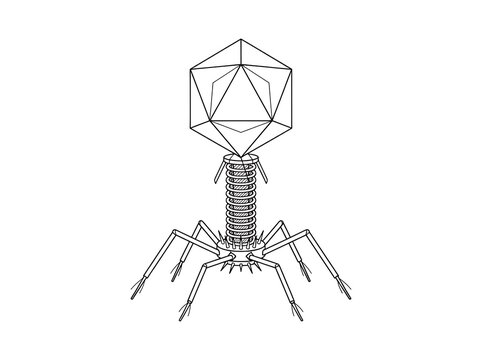 Bacteriophage Virus Outline Icon - Biological Vector Illustration