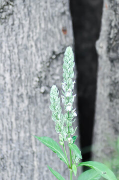 ACANTHACEAE or Justicia betonica L or Squirrels tail or White shrimp plant or white and green flower
