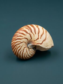 Chambered nautilus shell with brown stripes on a dark teal background