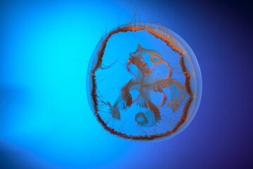Brownbanded Moon Jelly Floating in Blue Water © PixilRay