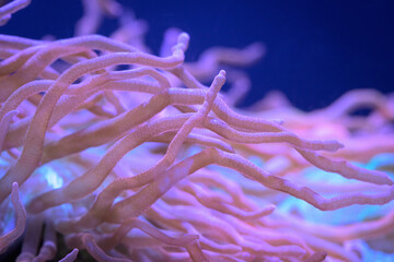 Bubble-Tip Sea Anemone – Colorful Tentacles of the Coral Reef  © PixilRay