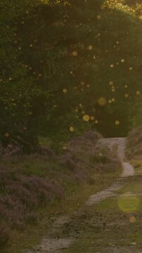 Tiny dancing insects with a magical woodland path trough woodland with purple heather flowers, vertical