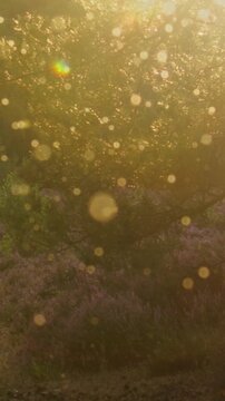 A close-up video of a swarm of tiny insects dancing and hovering in the air against a soft, out-of-focus flowery woodland background.